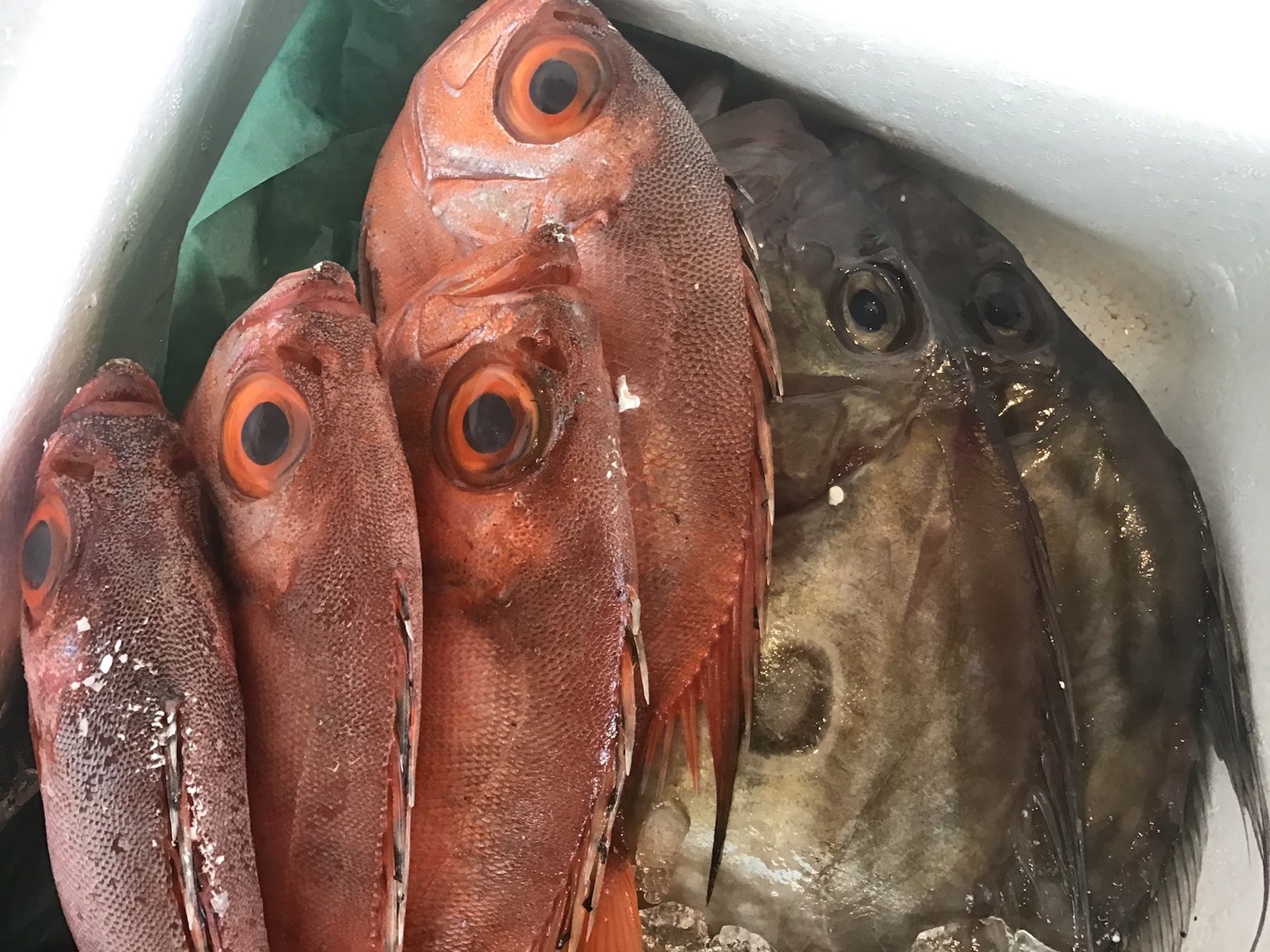 晩杯屋 公式 店頭販売晩杯屋 武蔵小山本店 本日鮮魚 千葉県産 ハマチ 3550円 三重県産 タカノハダイ 500円 愛媛県産 活き締め真鯛 2400円 千葉県産 方々 10円 茨木産 平目 950円 岩手県産 クロソイ 490円 長崎県産 マトウダイ 800円 長崎県産 金