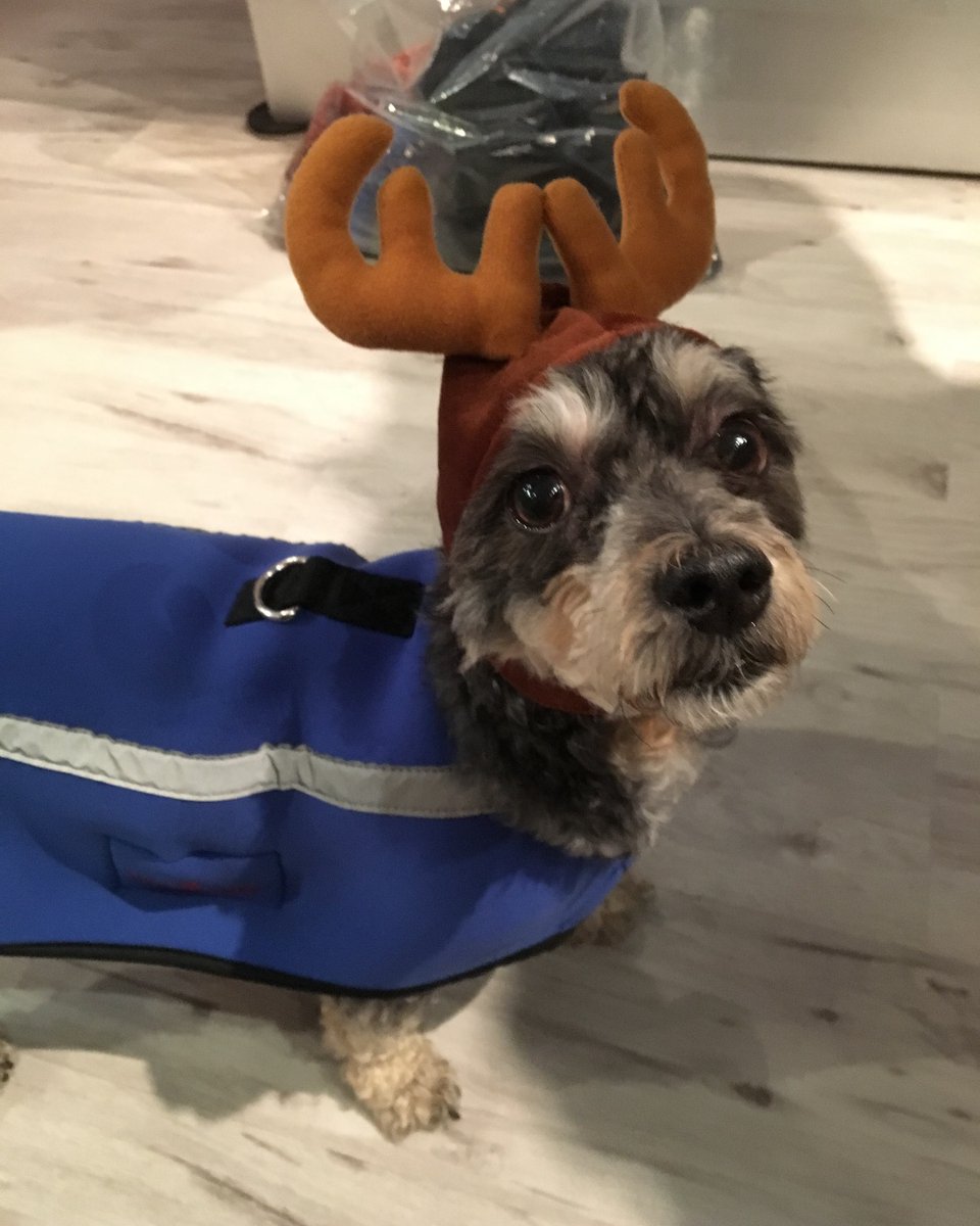 neopaws4pets's tweet photo. Reindeer or dog?

Neo-Paws neoprene jacket

Shop online at https://t.co/xJ8aTdsxHV

#Neopaws #NeoPawsInternational #dogfashion #neoprenejacket #dogapparel #dogclothes #dogjacket #dogwear #dogaccessories #dogsupplies #dogstyle #dogcoat https://t.co/0vWCgucGXE