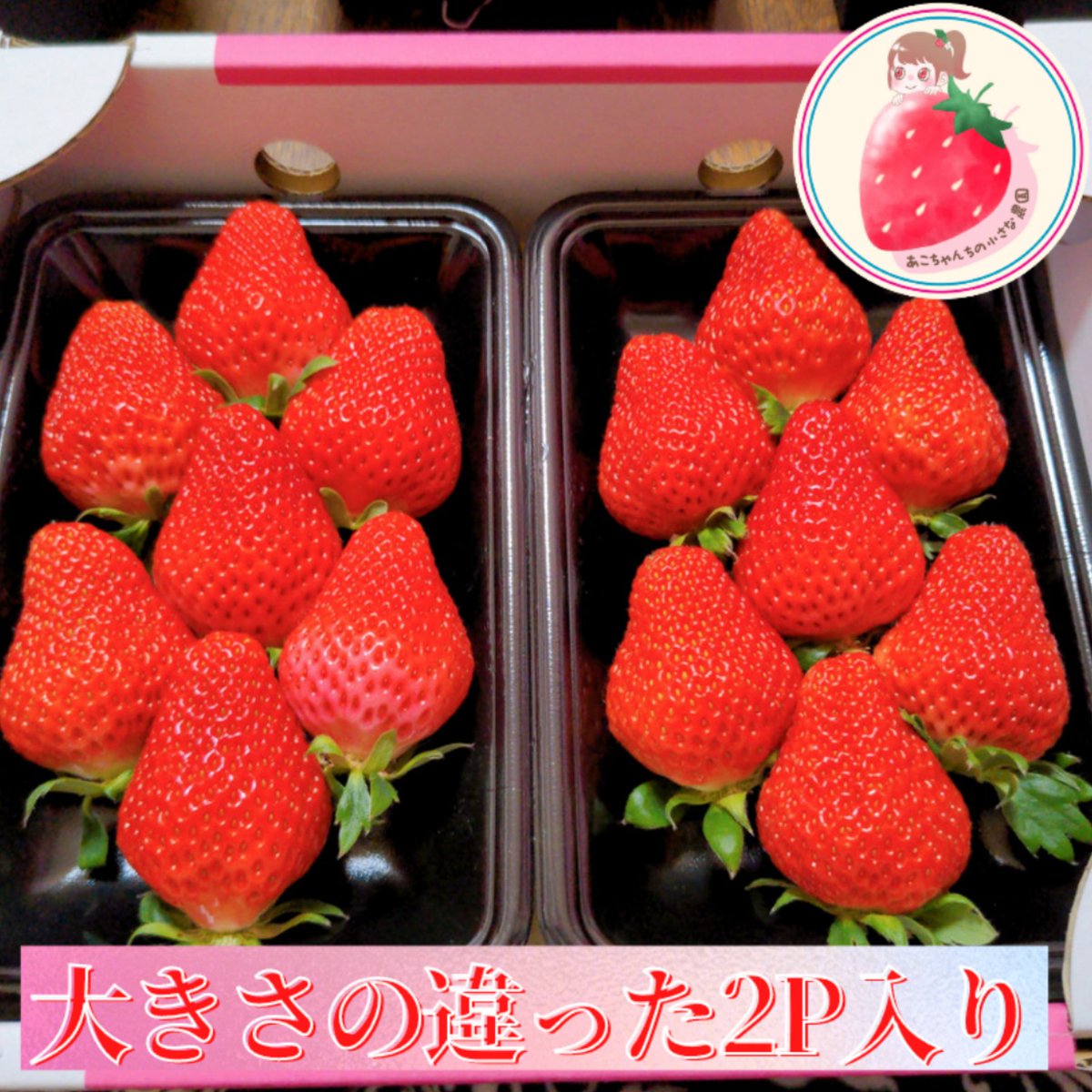 Akochannouen's tweet photo. ✨Twitter開設記念キャンペーン✨

熊本県の朝採り苺1箱（2P入り）🍓

10名様プレゼント✨🎁✨🍓✨

フォロー＆いいね＆リツイートで応募完了✨

コメントもお待ちしてまーす🙌✨
（全て読みます🙆🏻‍♀️）

当選した方は画像をぜひ載せてください♪

締切は3月8日（火）まで🍓🍓🍓 https://t.co/S4g8tSImtA