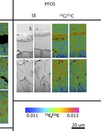 The UWA nanoSIMS team has provided novel insight into remediation of PFAS contaminated stormwater. Check out the manuscript sciencedirect.com/science/articl…
#nanoSIMS <a href="/micro_au/">Microscopy Australia</a> @CMCA_UWA <a href="/UWAresearch/">UWA Research</a>