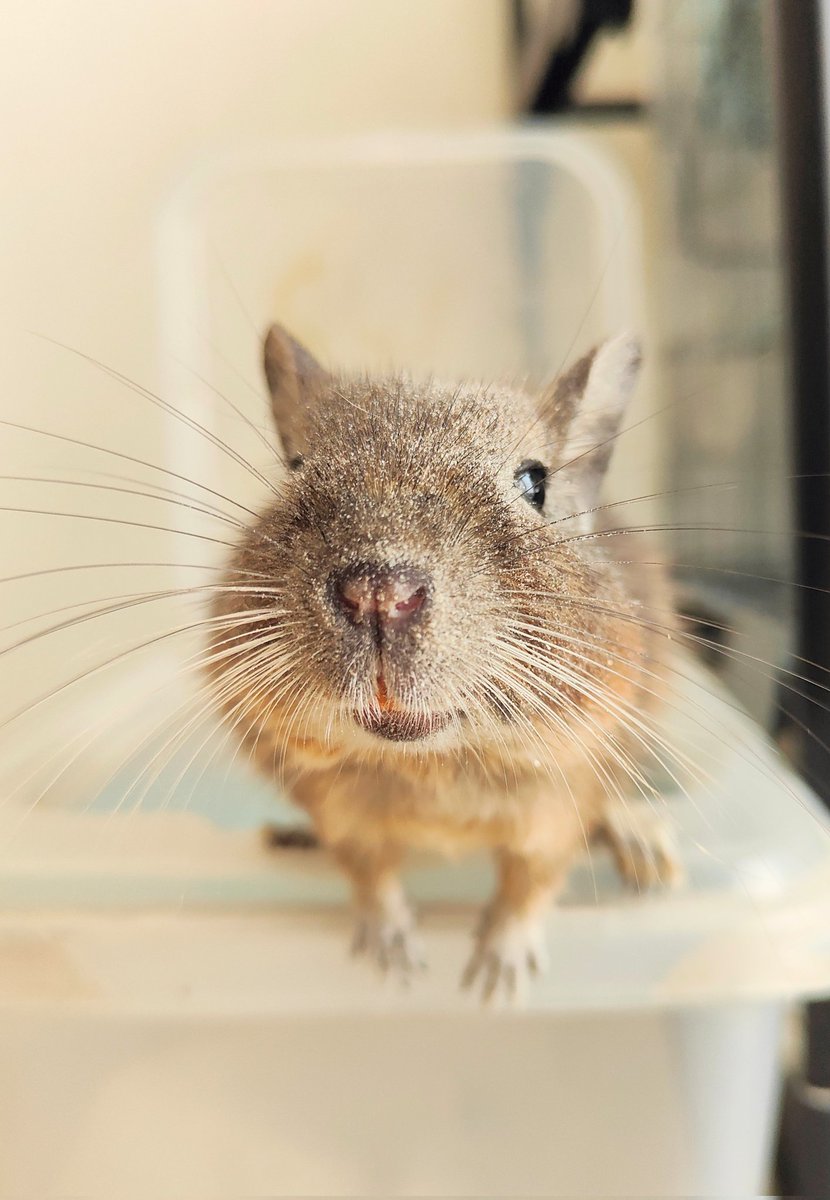 degu_potato's tweet image. おはぽて