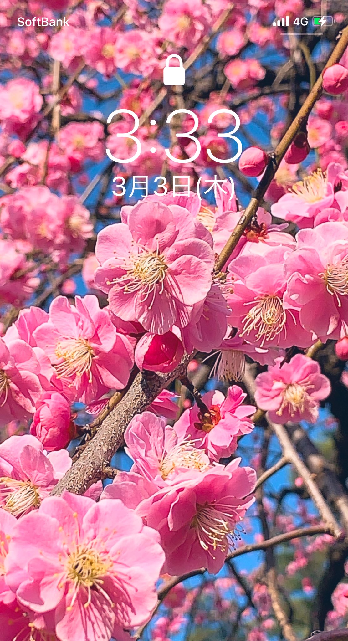 Reina 3月3日ひな祭り 3時33分にスクショ 12時間表示 今日は梅の花活 青空に映えて満開の梅が見事 甘い香りも漂う 世の中の全ての女の子に幸せが訪れますように 雛祭り 桃の節句 おひなさま 梅の花 羽生クラスタ空部 羽生クラスタ植物部