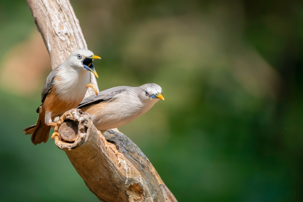 KeralaTourism's tweet photo. "Respect our boundaries, folks."
On World Wildlife Day, let's remember that the Earth belongs to all beings, big and small.
#WorldWildlifeDay2022 #Thattekkad #MalabarStarling #KeralaTourism https://t.co/djCApMFwOt