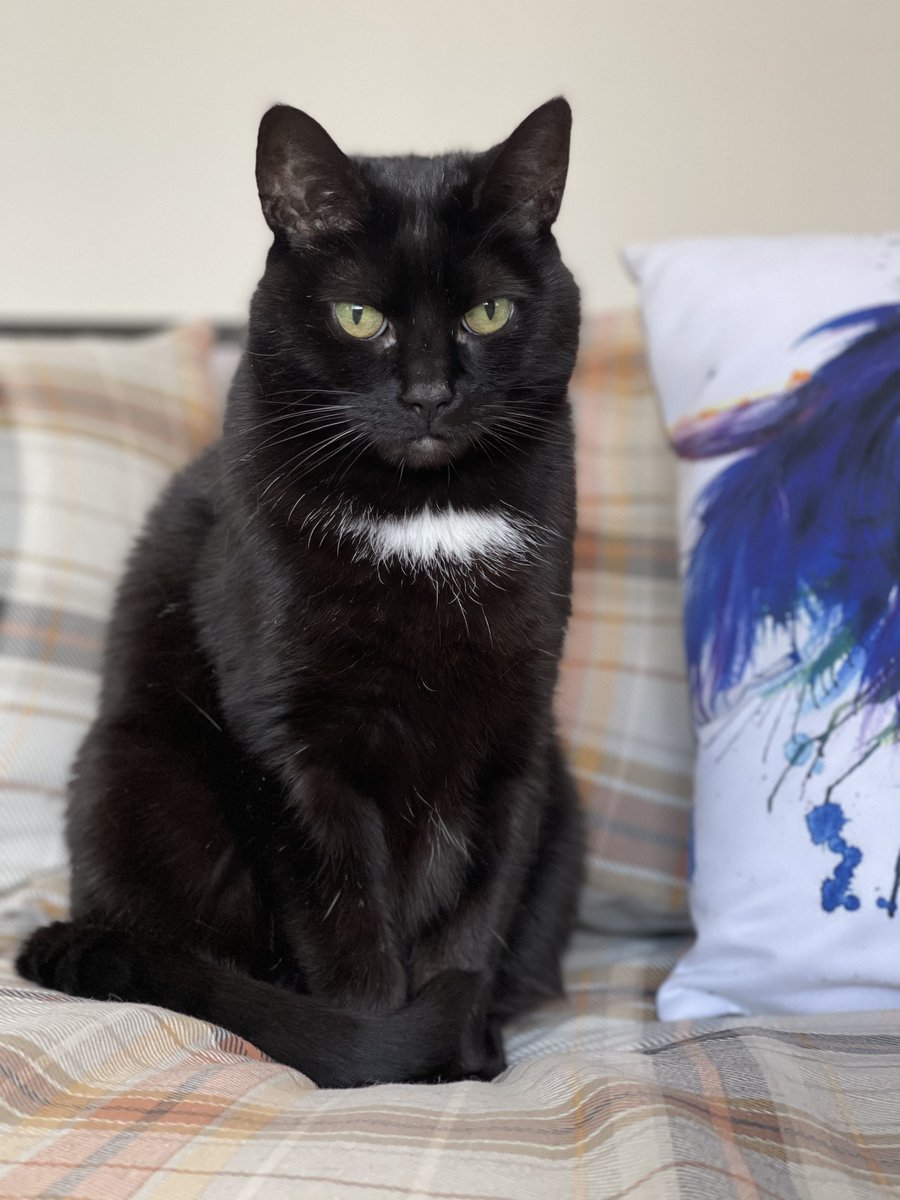 vet_prof's tweet photo. Can you help with our latest survey on Feline Dementia (also called Cognitive Dysfunction Syndrome or CDS) in association with the Royal (Dick) School of Veterinary Studies?  We would be very grateful for your time: https://t.co/ntKLyiC0kT https://t.co/iskXiMlUaV