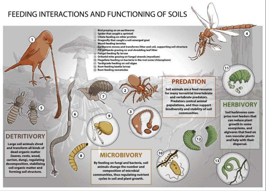 What do soil animals eat and why do we need to care? Explained in plain text with great illustrations by @mesofauna @FrankAshwood @TimothyJonas and others + cool scheme from my colleague, Svenja Mayer.