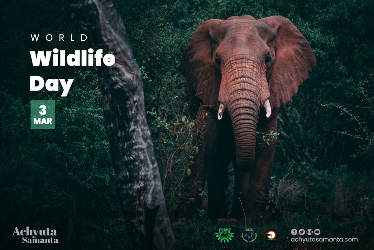 achyuta_samanta's tweet photo. On #WorldWildlifeDay, let’s celebrate and raise awareness of the world’s fauna and flora. It is important to create conditions so that wildlife can flourish. Sustaining all life on earth and preservation of nature is most vital for survival of humankind. https://t.co/ezRit16ubk