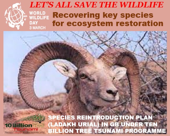 Plant4Pak's tweet image. #TenBillionTreeTsunamiProgram is celebrating #WorldWildlifeDay2022 by taking pledge to conserve &amp;amp; preserve #wildlife &amp;amp;their natural habitats for a better tomorrow. #conservation #restoration @aminattock @zartajgulwazir @sukhera4a  @UNEP @PakPMO @GovtofPakistan @ClimateChangePK