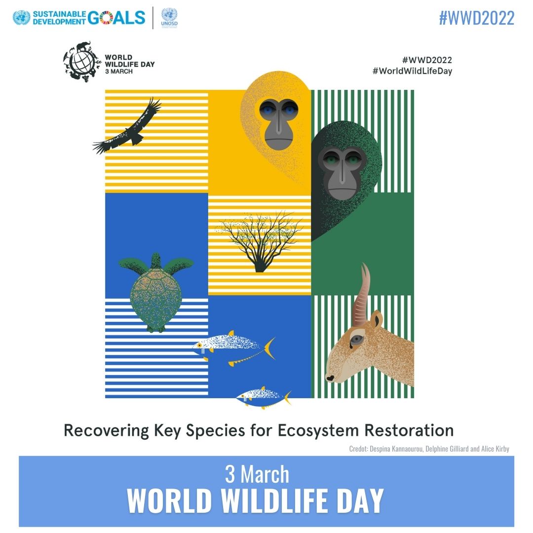 un_osd's tweet photo. 🐘 For us to celebrate the beauty and wonder of our planet’s wild plants and animals; we must #RecoverKeySpecies and #RestoreEcosystem.
Join us celebrate World Wildlife Day (3 March) at: https://t.co/zTJgs1ooTJ and https://t.co/LmBE3EXqWa.
#WWD2022 https://t.co/OQxO3XEZhk