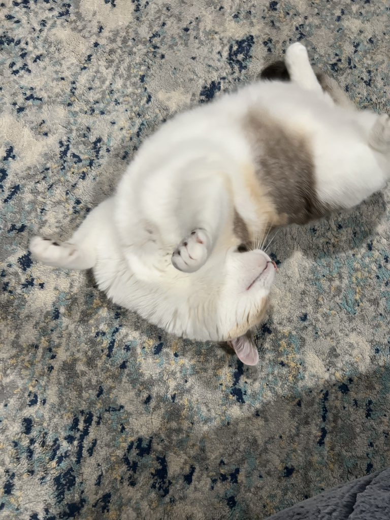 fatfatpankocat's tweet photo. Squirmy wormy https://t.co/l1mnPfrWwe