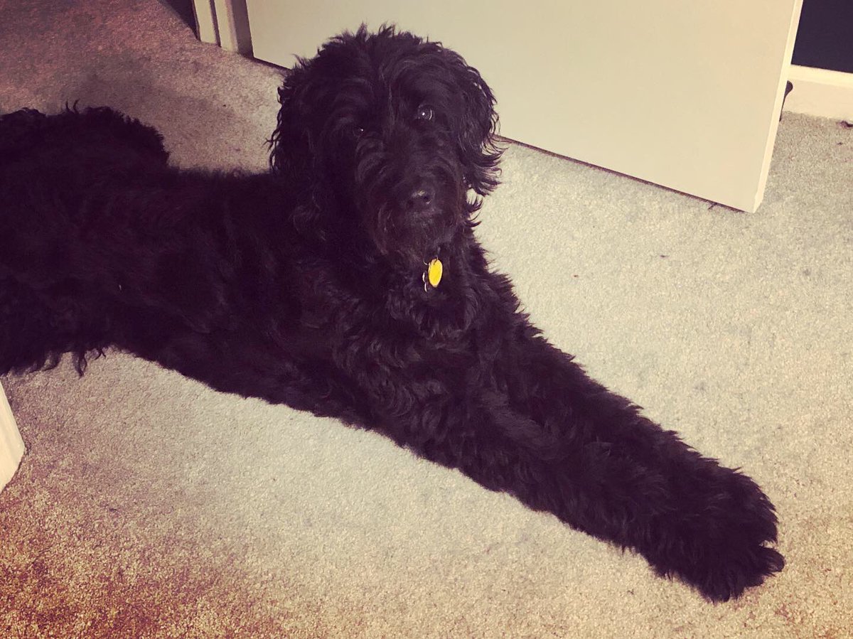 Gundersniff's tweet photo. 🧵1/ This is Cosmo. This marks 6 months since Cosmo passed away. My family is still gutted from the loss of our best friend. We've experienced a number of losses in the past 18 months, the depression is real. Seems like nothing is going right these days. https://t.co/az2vZkaZxl
