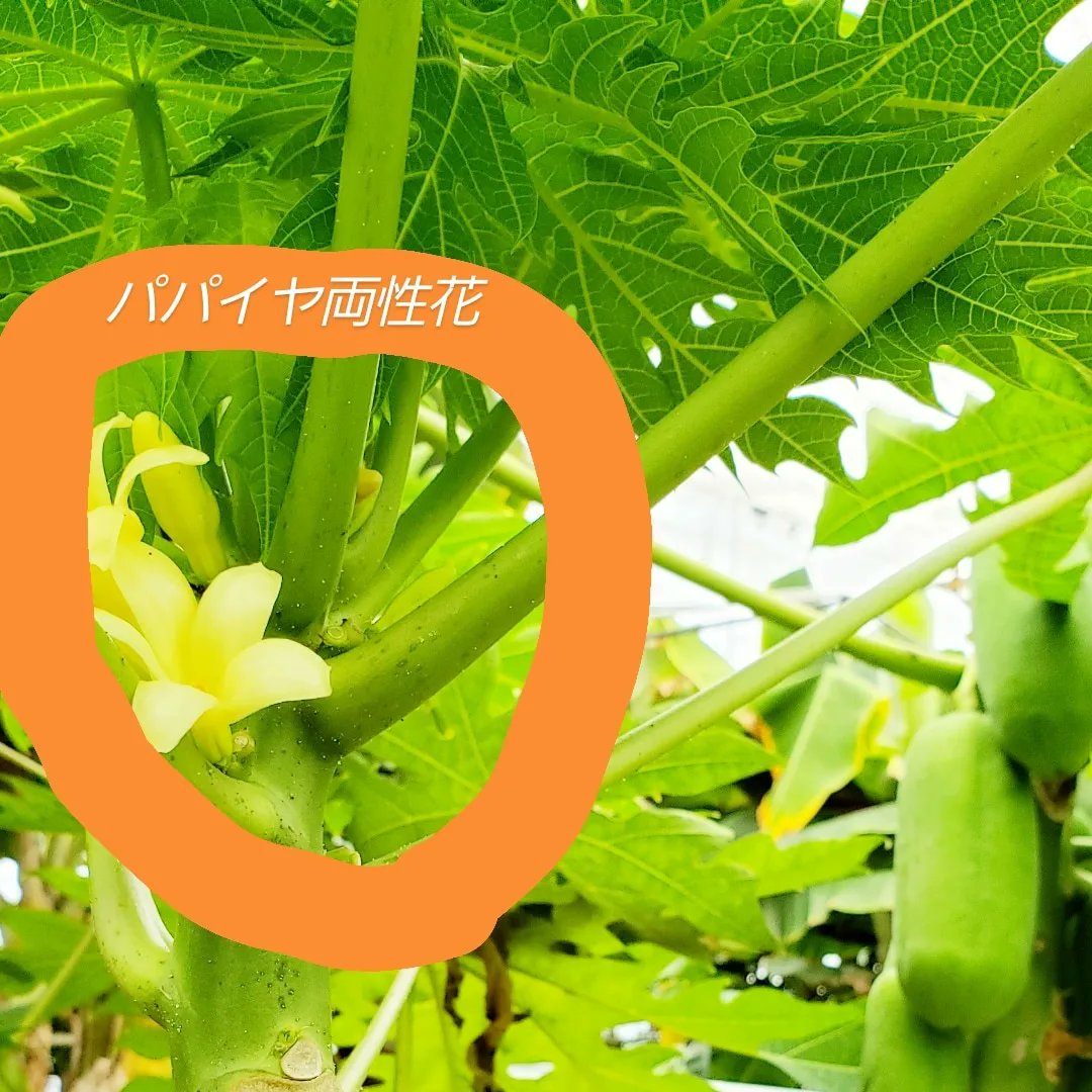 国際ブランド 川井 ｋａｗａｉ 青パパイヤの実 ｗｉｔｈ バー ３０ｇ Settefibra Com Br