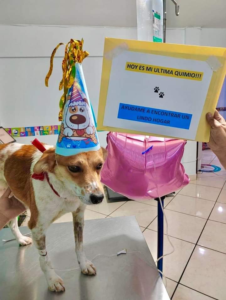 Perritos sabrositos 🐶🐶 tweet media