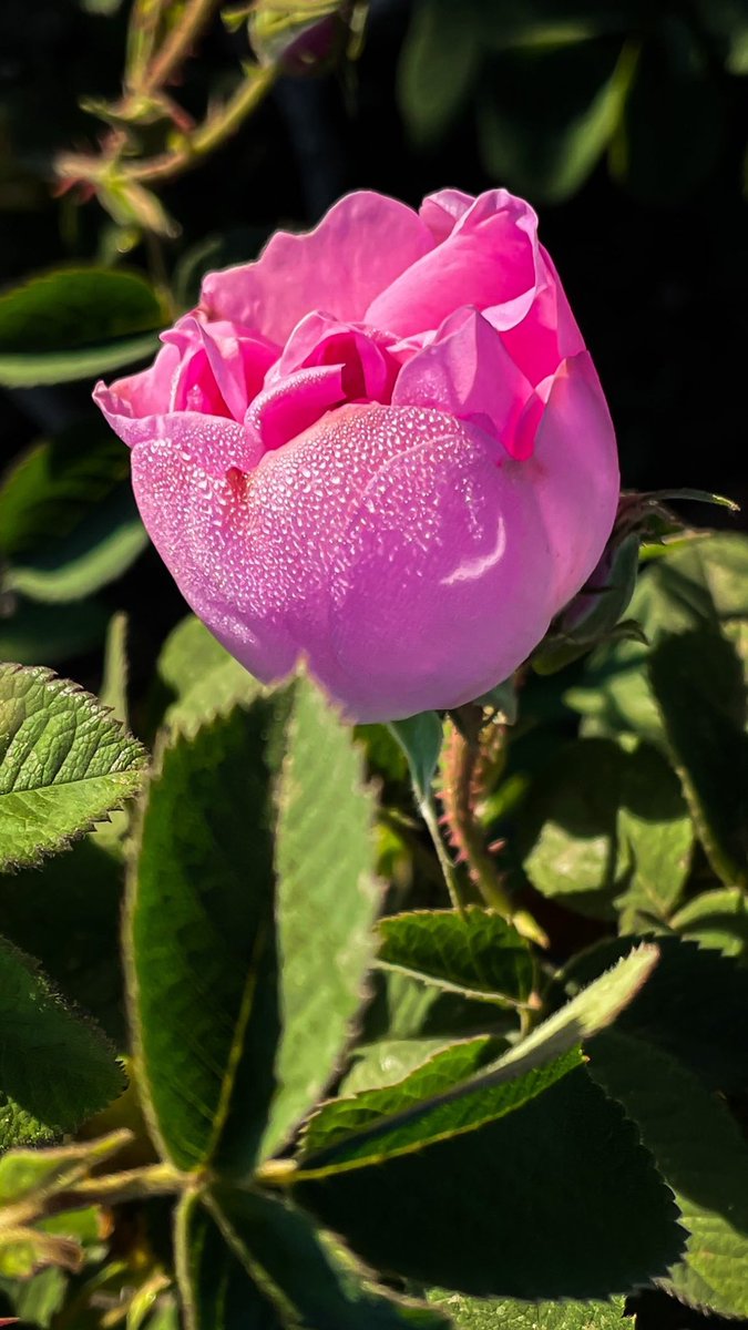 الورد الطائفي 🌸