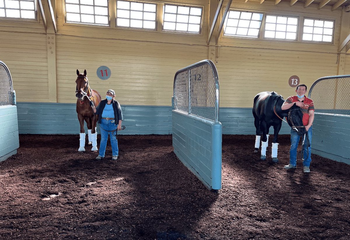 SarahHorsegirl's tweet image. My girl Micro Share and Forbidden Kingdom paddock schooling together yesterday morning! #MyGirl #MicroShare #ForbiddenKingdom #MyRaceHorse