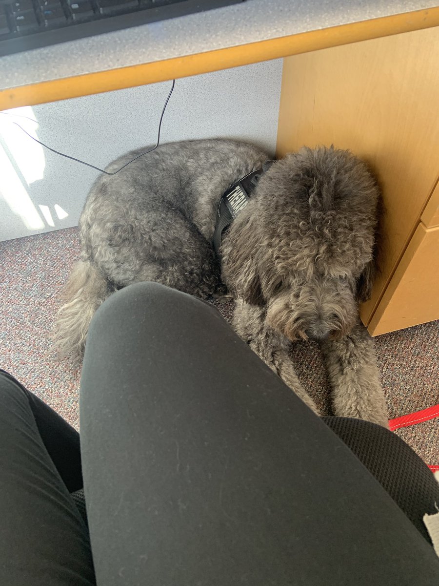 This week our therapy dog is living with me while her mom is away… I thought it would be hard to do library &amp; have her in the room… she proved me wrong when she snuggled up with the kids during story time today #therapydogs #elementary