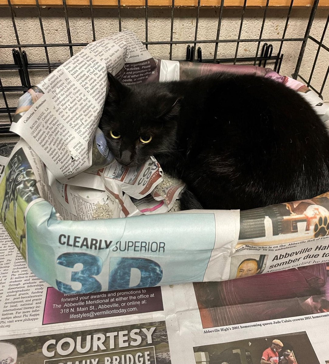 PeterAskin1's tweet photo. Poor scared black boy kitty "Blacky" is at the high kill shelter in #KaplanLA (#Vermilion) & needs rescue immediately! The shelter doesn't allow public adoptions! This fellow can be adopted/fostered through AAVA Pledge! VERY URGENT!
https://t.co/Wsfh7o7T1L https://t.co/zFwbNF0V9q
