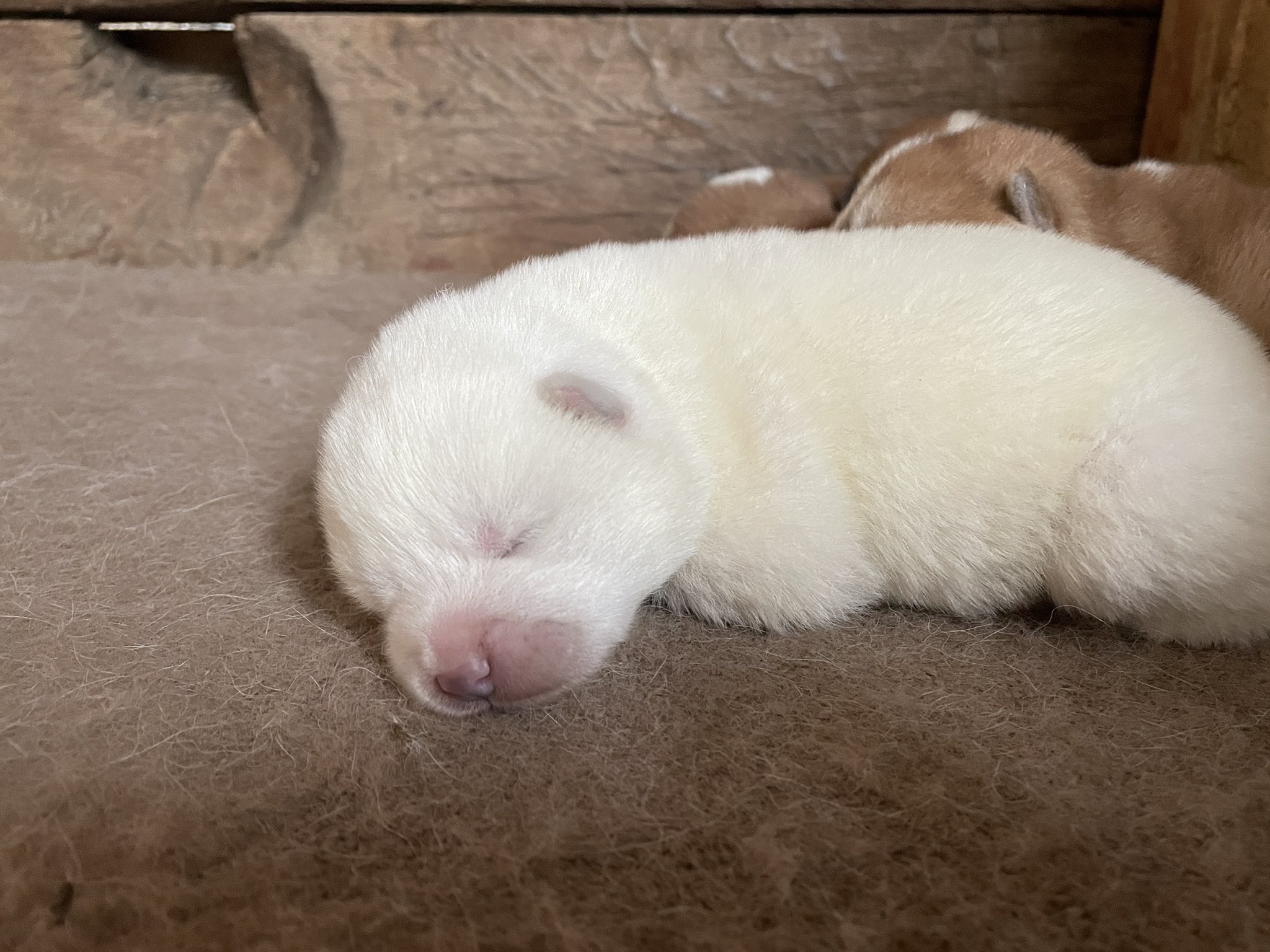 秋田犬専門犬舎竜華苑 秋田犬 秋田犬子犬 T Co Za5fngeser Twitter