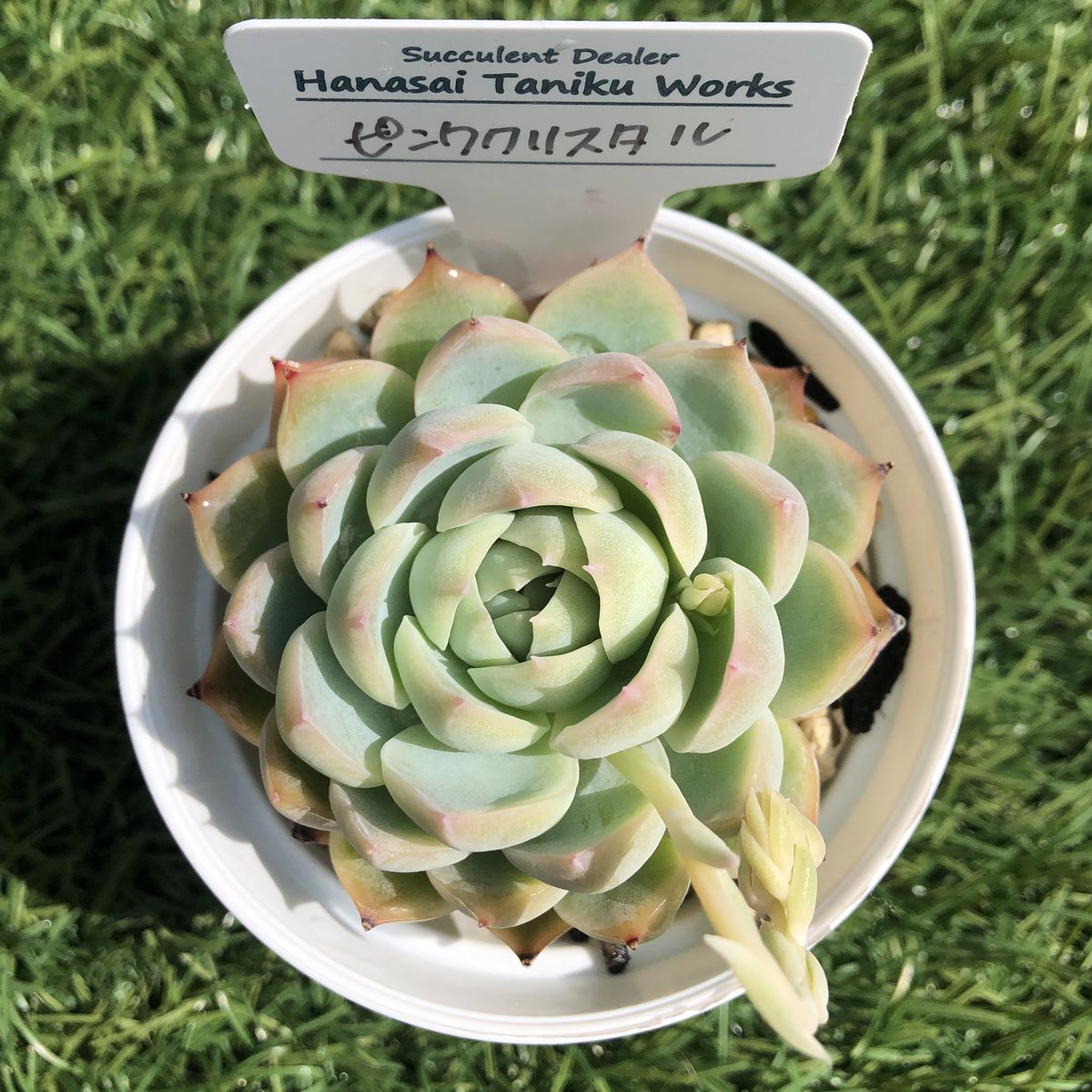 多肉植物 膵臓のたまご 多肉植物膵臓のたまご