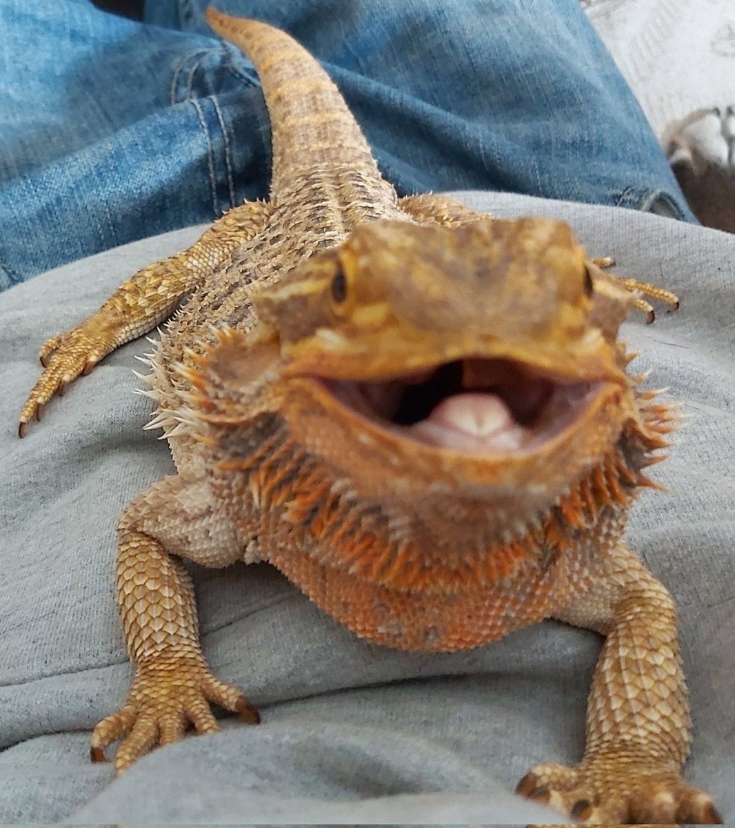 The Happy Pack tweet media