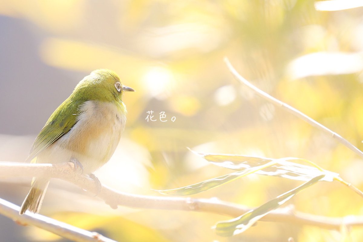 ꕤ*.ﾟ

僕の未来

#野鳥
#野鳥写真
#メジロ
#キリトリセカイ
#ファインダー越しの私の世界 
#写真