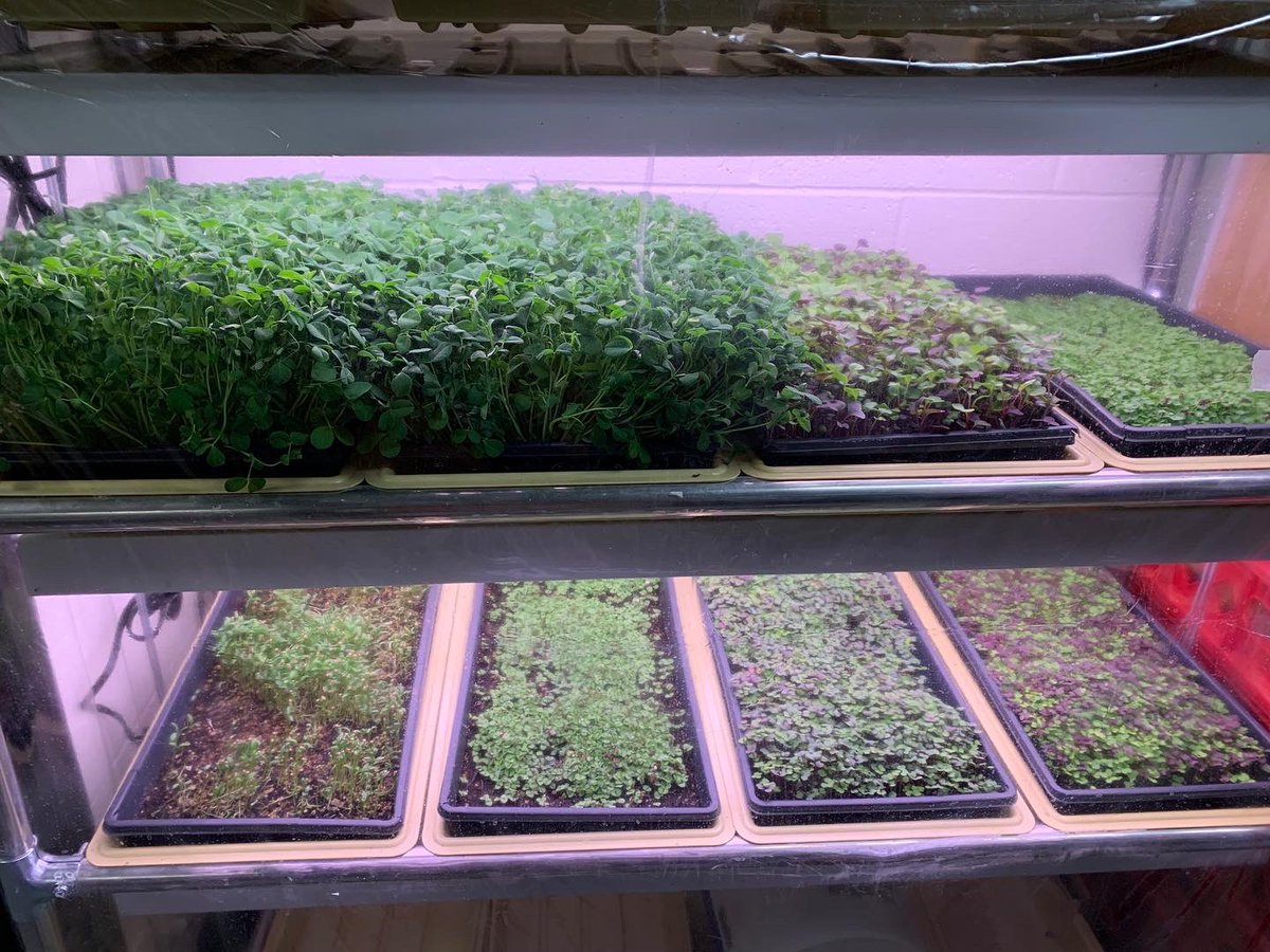 FarmtoYouNH's tweet photo. Check out the difference one week can make! These microgreens growing in Philbrook Dining Hall have been going strong for the last 7 days and you can expect to see some of them on your plate soon! @UNHDining #microgreens #farmtoyounh #unh #unhdining #eatgreen https://t.co/x3YXmaGEJf