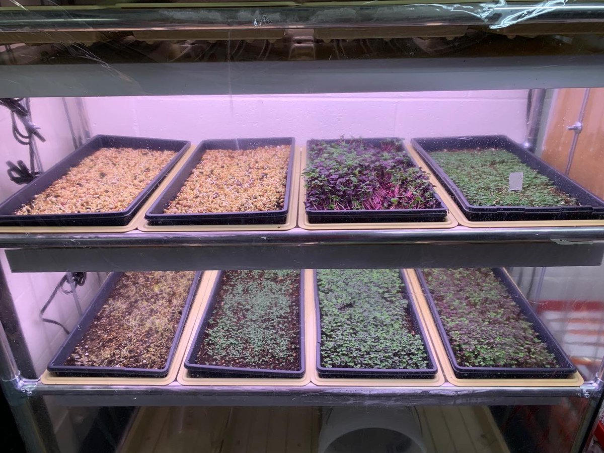 FarmtoYouNH's tweet photo. Check out the difference one week can make! These microgreens growing in Philbrook Dining Hall have been going strong for the last 7 days and you can expect to see some of them on your plate soon! @UNHDining #microgreens #farmtoyounh #unh #unhdining #eatgreen https://t.co/x3YXmaGEJf