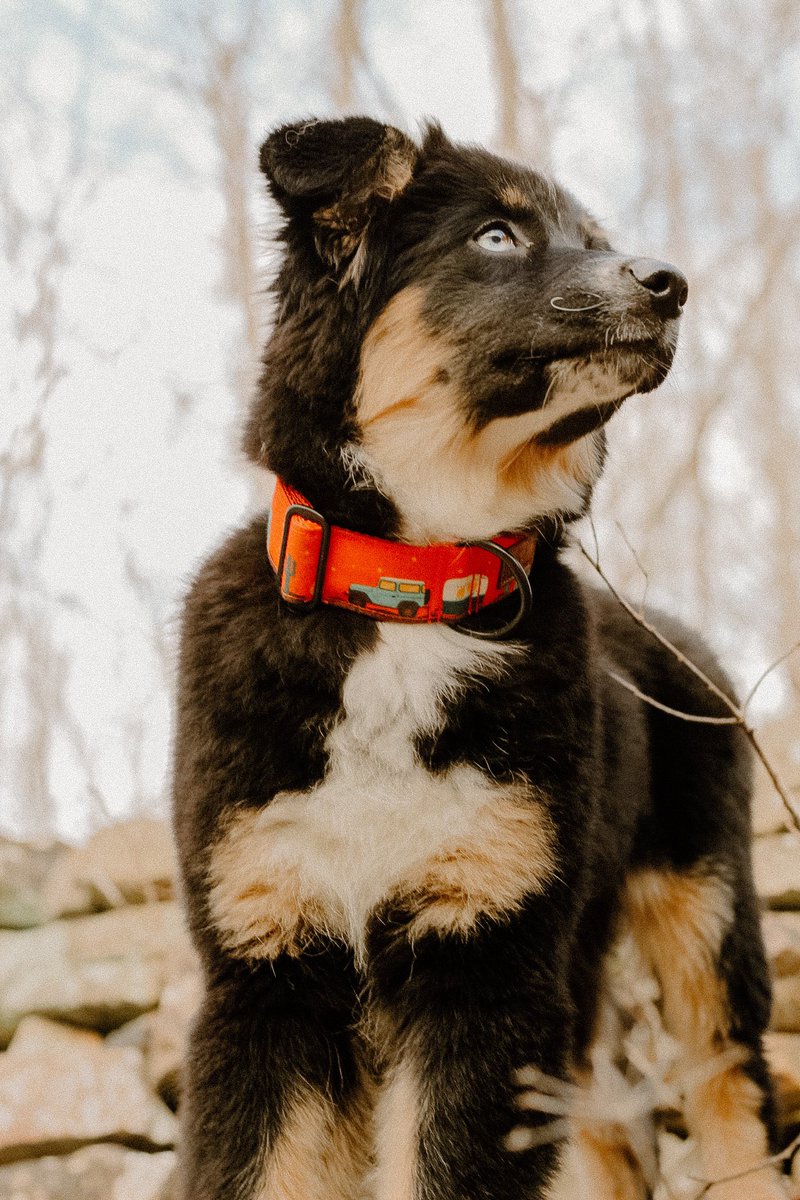 Juneau’s first hike today 🥾

#dogsoftwitter #twitterdogcommunity #australianshepherd #dogphotography