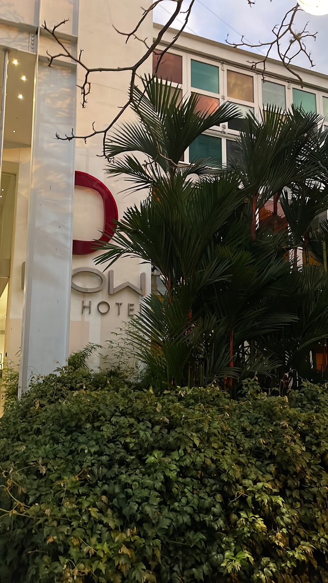 NOWHOTEL's tweet photo. Llenamos nuestra casa de palmas y árboles! Los esperamos https://t.co/QrunyonhdC