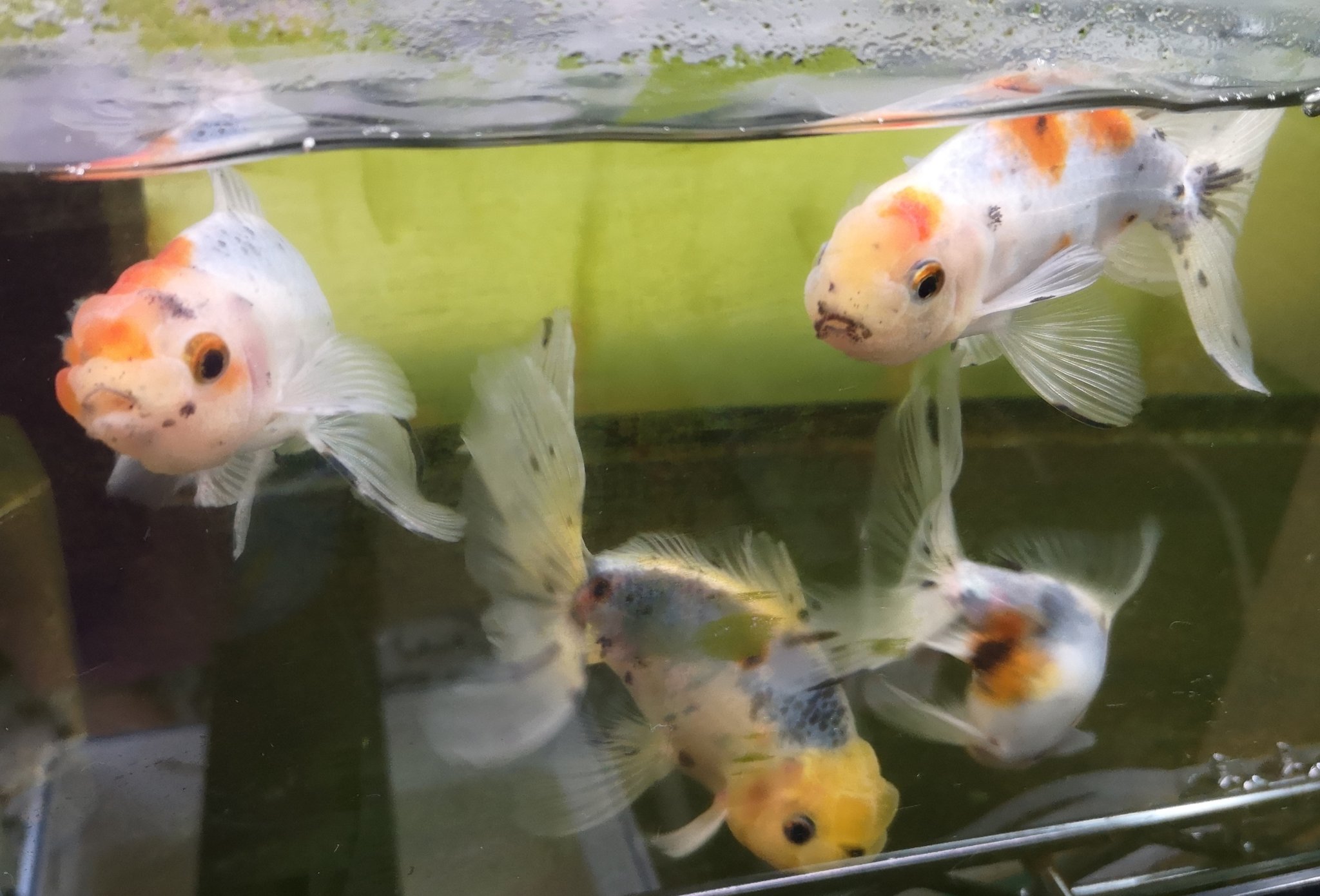 Indigo Jaune Indigojaune Twitter