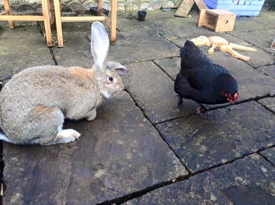 DrEmSherratt's tweet image. Looking to contact owners of GIANT #rabbits in Australia (or elsewhere) to chat about your lovelies 🐰. Please DM me!  #flemishgiants, #ContinentalGiants, can you help @rabbitfriendly @RabbitsAU @bunnyobserver? @LagomorphSG (Meet Steve &amp;amp; Wilma, Photo credit: Cat Sherratt) Pls RT