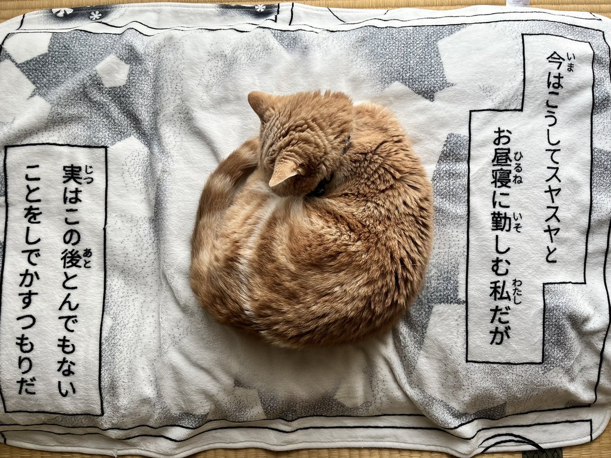 スヤスヤとお昼寝に勤しむ私だが ユニークなブランケットのど真ん中でスヤァして犯行予告をする猫さん あれをやるのか Togetter