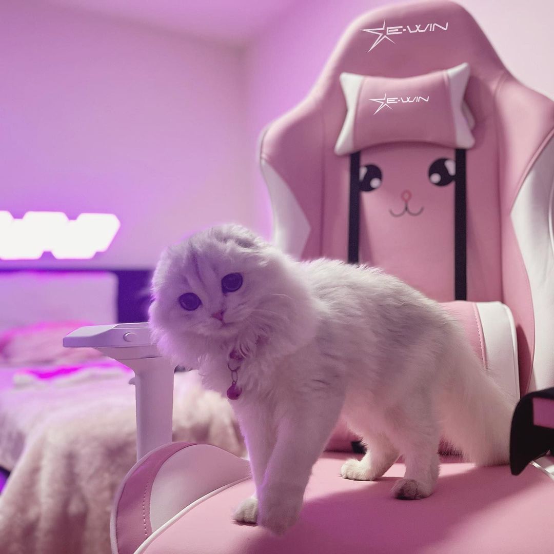 EWINMexico's tweet photo. ¡El jugador más lindo en la silla más linda!
cr: @milker.png en Ins
#ewin #ewinracing #ewinchair #bunnychair #pinkchair #pinksetup #girlssetups #cat #gato https://t.co/7jDG2L4i3z