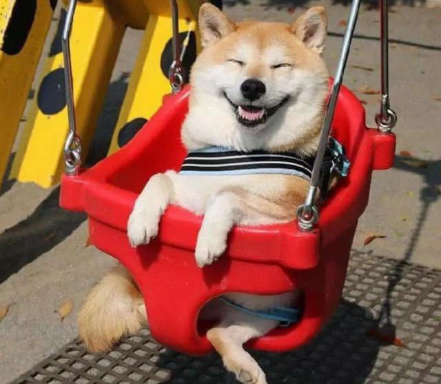 ShibArmy CHINA 柴犬币中文社区🇨🇳 tweet media