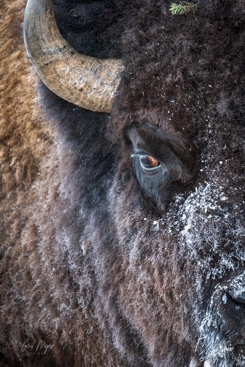 GLM1's tweet image. The Eye of the Bison. This one is headed to a wall in Colorado.