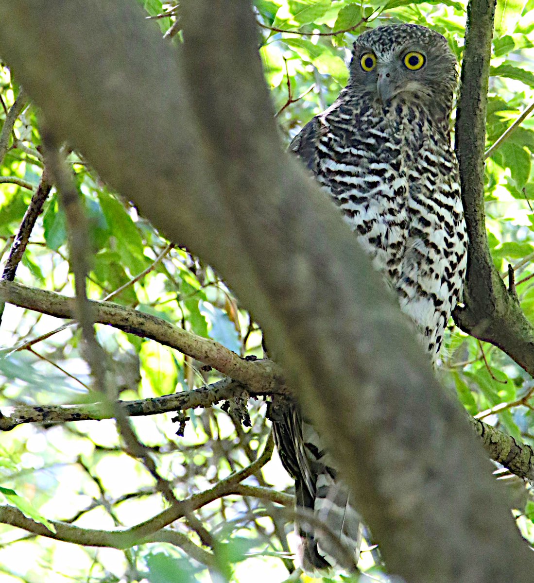 John White Wildlife tweet media