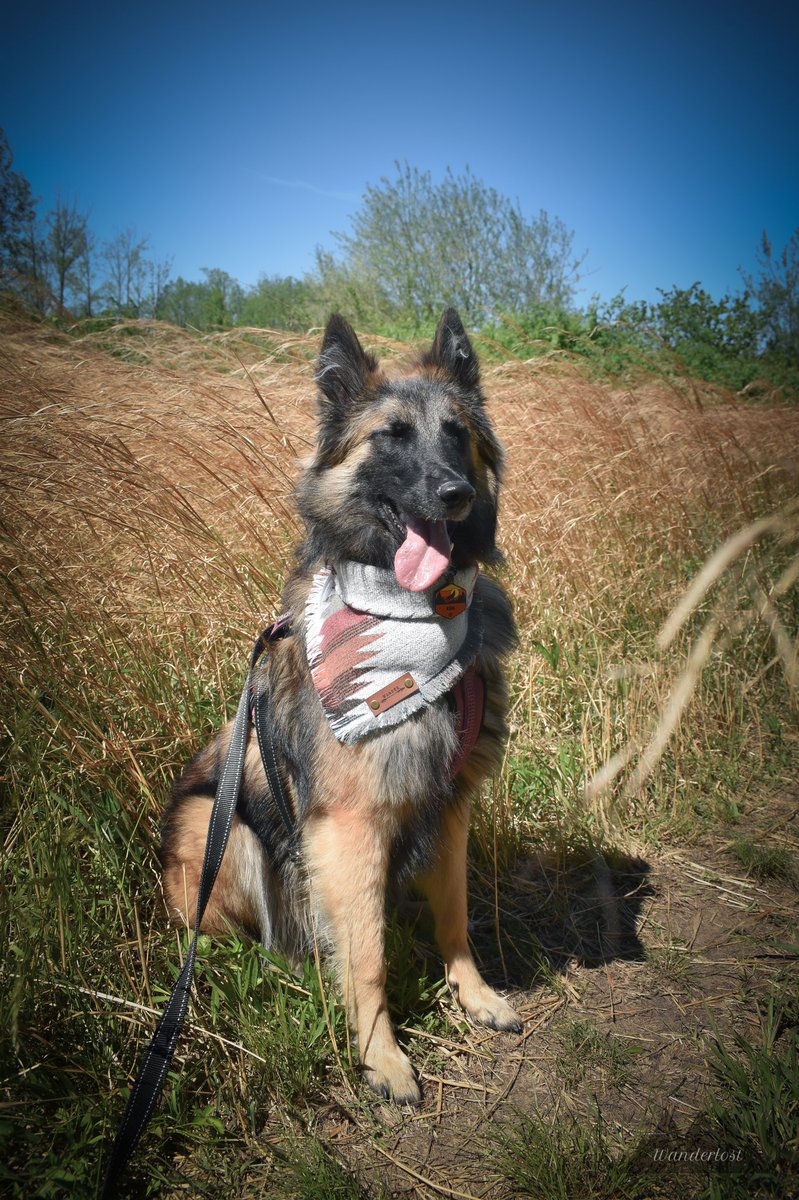 The Sibe + The Terv tweet media