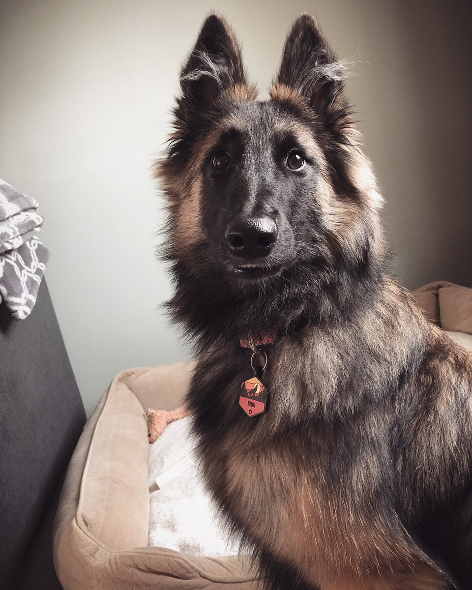 The Sibe + The Terv tweet media