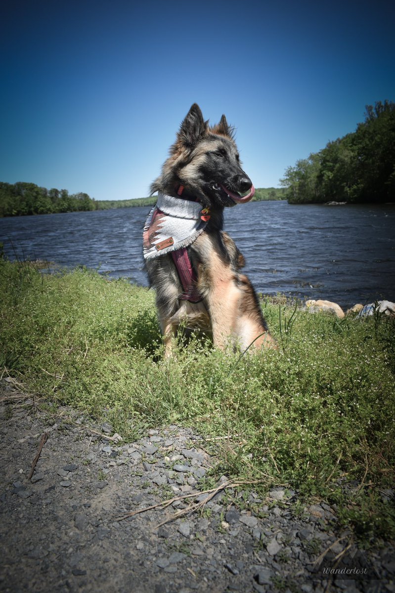 The Sibe + The Terv tweet media