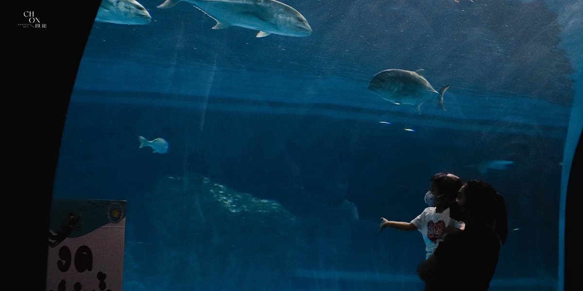 Reasonswhy2021's tweet photo. ชวนเพื่อน ชวนแฟนมาฟินกับบรรยากาศใต้ท้องทะเลที่ Bangsaen Aquarium กันน เพลินไปกับปลาเล็กใหญ่เยอะแยะเลย โดยเฉพาะโซนอุโมงปลา ดือมาก ถ่ายรูปก็เท่ไปอีกน้าา
🌊🐡🐠 #รีวิวชลบุรี #รีวิวบางแสน https://t.co/tcBCfBHSyN