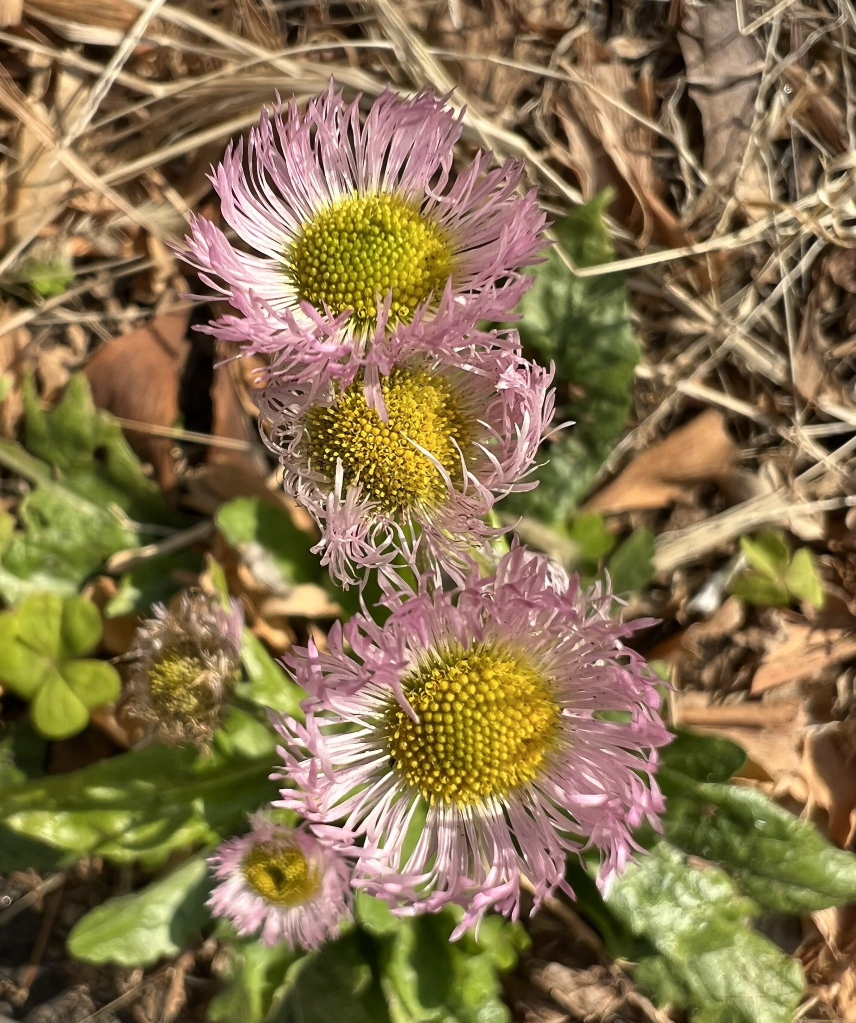 ハルジオン Twitter Search Twitter