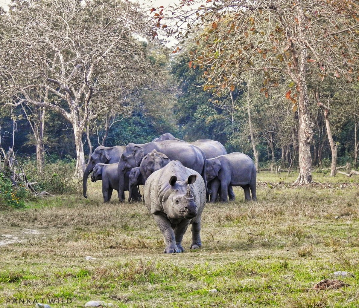 #Indianrhino 
Happy World Wildlife Day 2022! <a href="/iucn_wcel/">IUCN-WCEL (World Commission on Environmental Law)</a> @hodilu <a href="/savetherhino/">Save the Rhino International</a> <a href="/WildlifeDay/">World Wildlife Day</a> <a href="/RhinosIRF/">IntlRhinoFoundation 🦏</a>