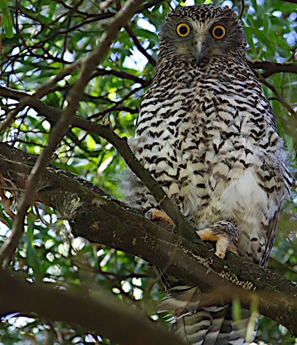 John White Wildlife tweet media