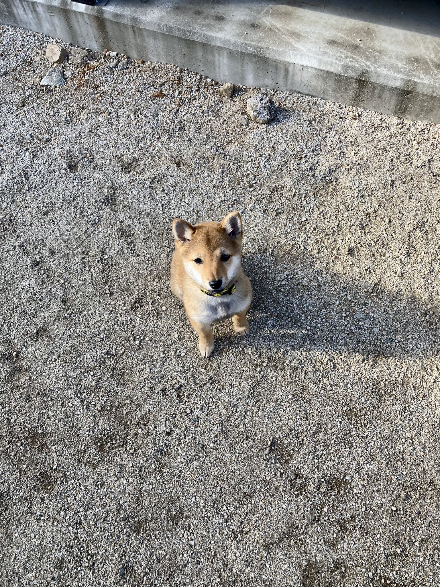 きみ犬 Kimi Shibadog Twitter