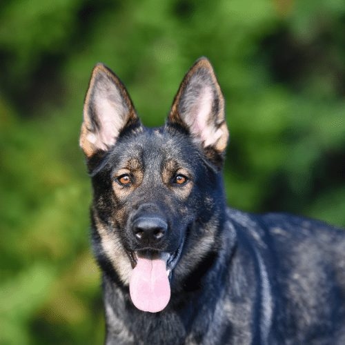 KevinRuan_1's tweet photo. Thanks fur always being there for me.
#dogs #dogsofinstagram #doglover #germanshepherd #cutedogs #instadog #instapet #DogNeedsBest https://t.co/Zl52CXaTkX