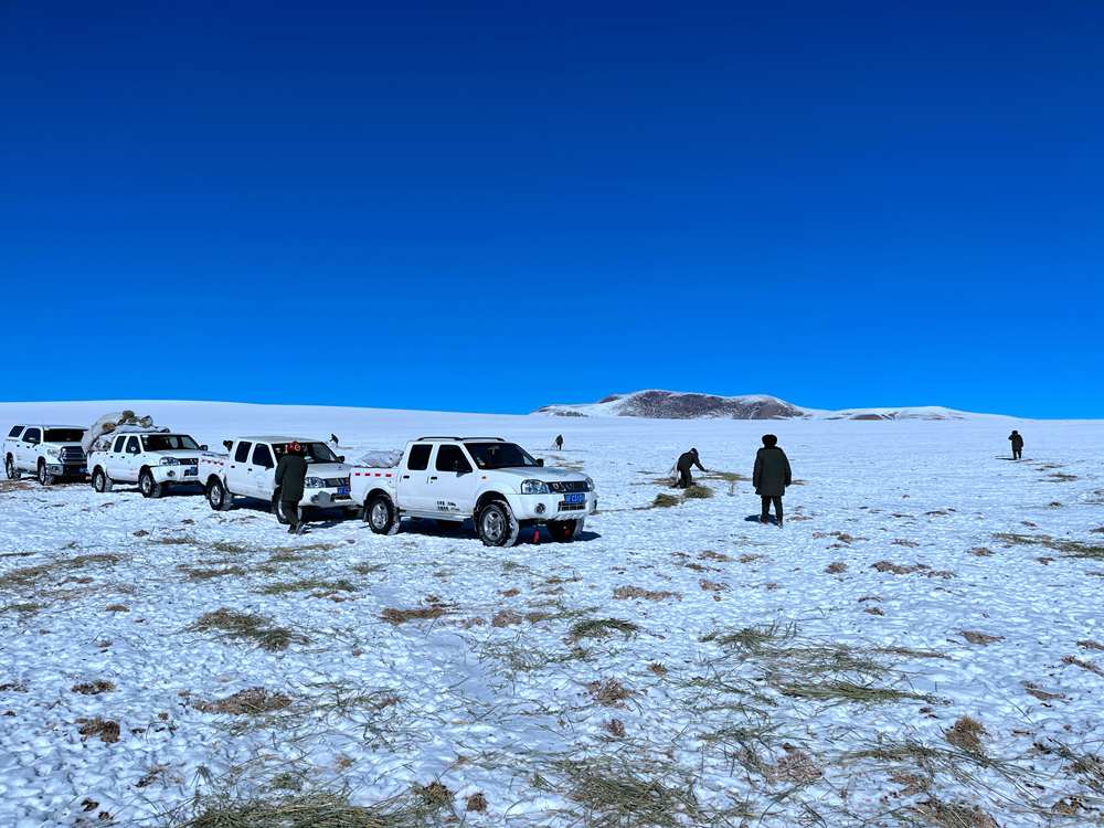 TibetNews11's tweet photo. #guardie #forestali portano #foraggio alle #antilopi https://t.co/B1yi4GA2Ag