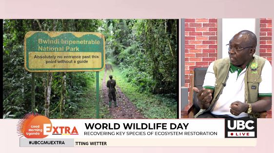 .<a href="/ugwildlife/">Uganda Wildlife Authority</a> is aware of the number of animal species embodied in our wildlife through the periodic animal censuses enacted e.g counting of mountain gorillas every after 5 years . John Makombo (Director of Conservation, UWA )
stream live ~ youtu.be/CqqZZNSd7Aw
#UBCGMUExtra