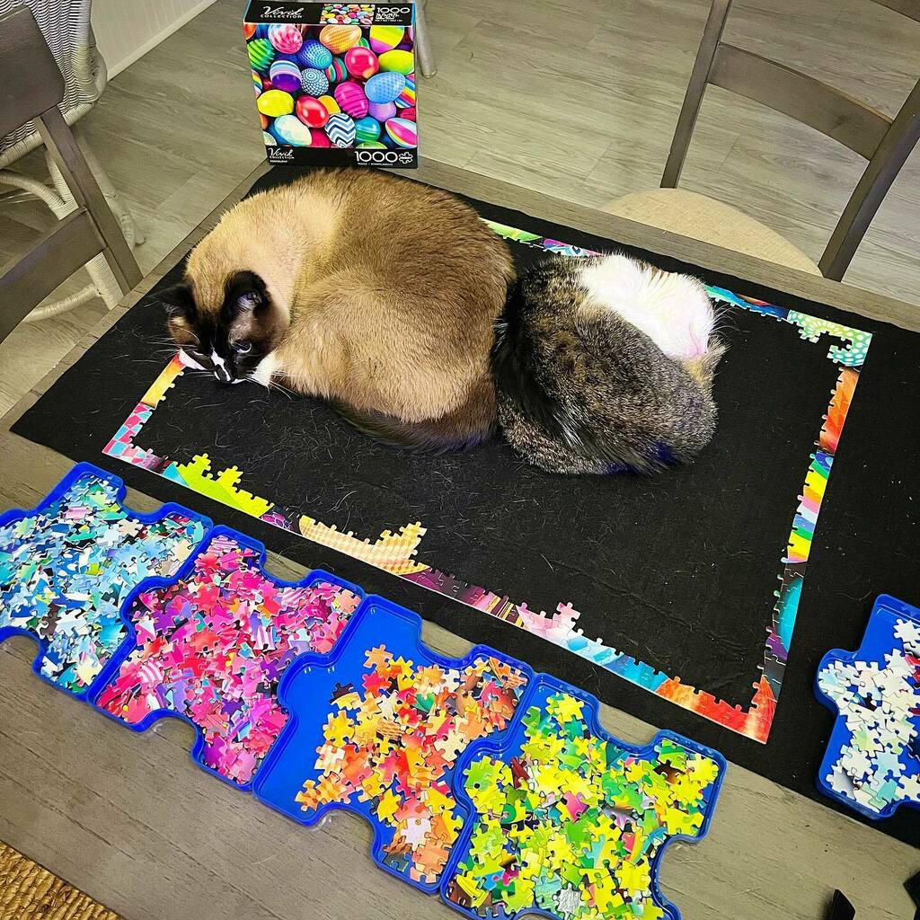 They didn’t think I would notice. 🥚🧩🥚 Eggcellent try, pussycats. instagr.am/p/CaoLUFYsUCH/