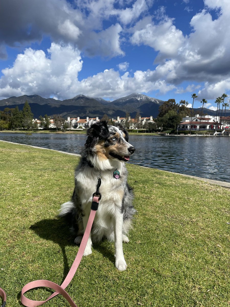 thenorthaussie's tweet photo. Enjoying some beautiful blue skies! #thenorthaussie #dogsoftwitter #twitterdogcommunity #miniaussie https://t.co/Oz4kp66uNO