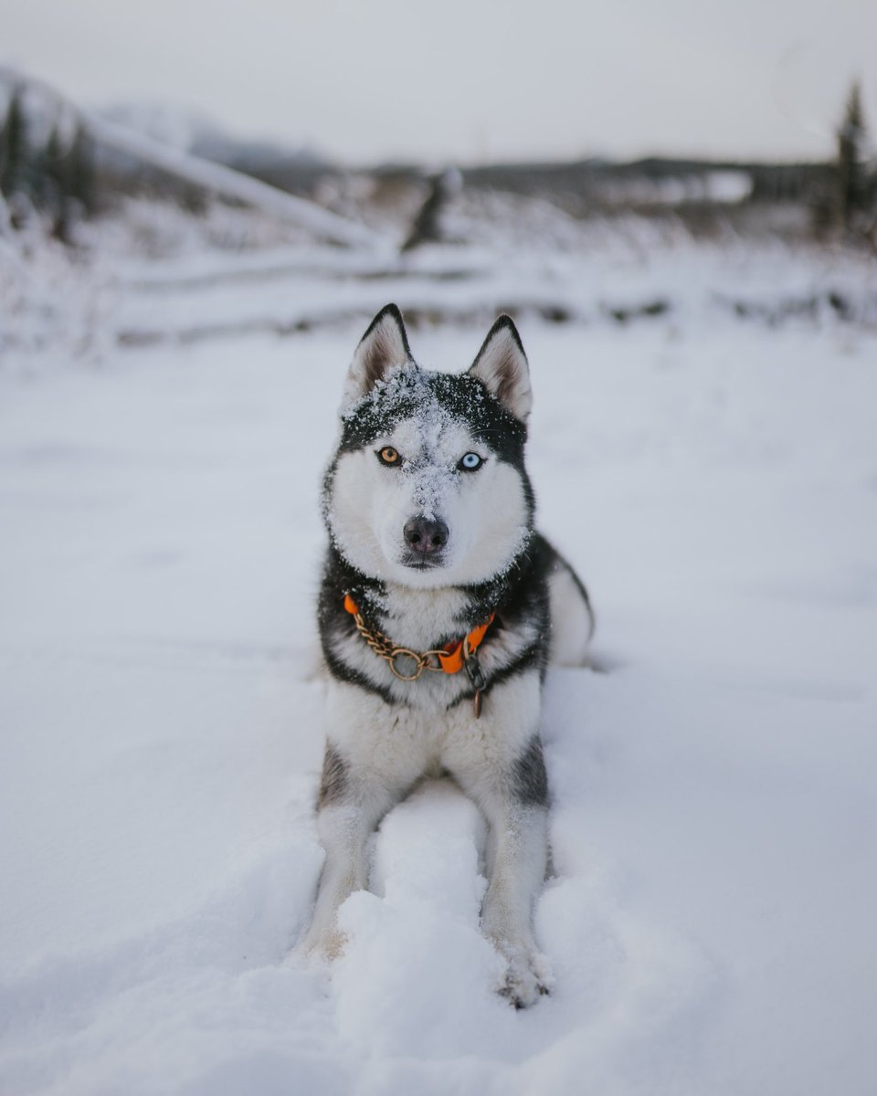 The Northern Huskies tweet media