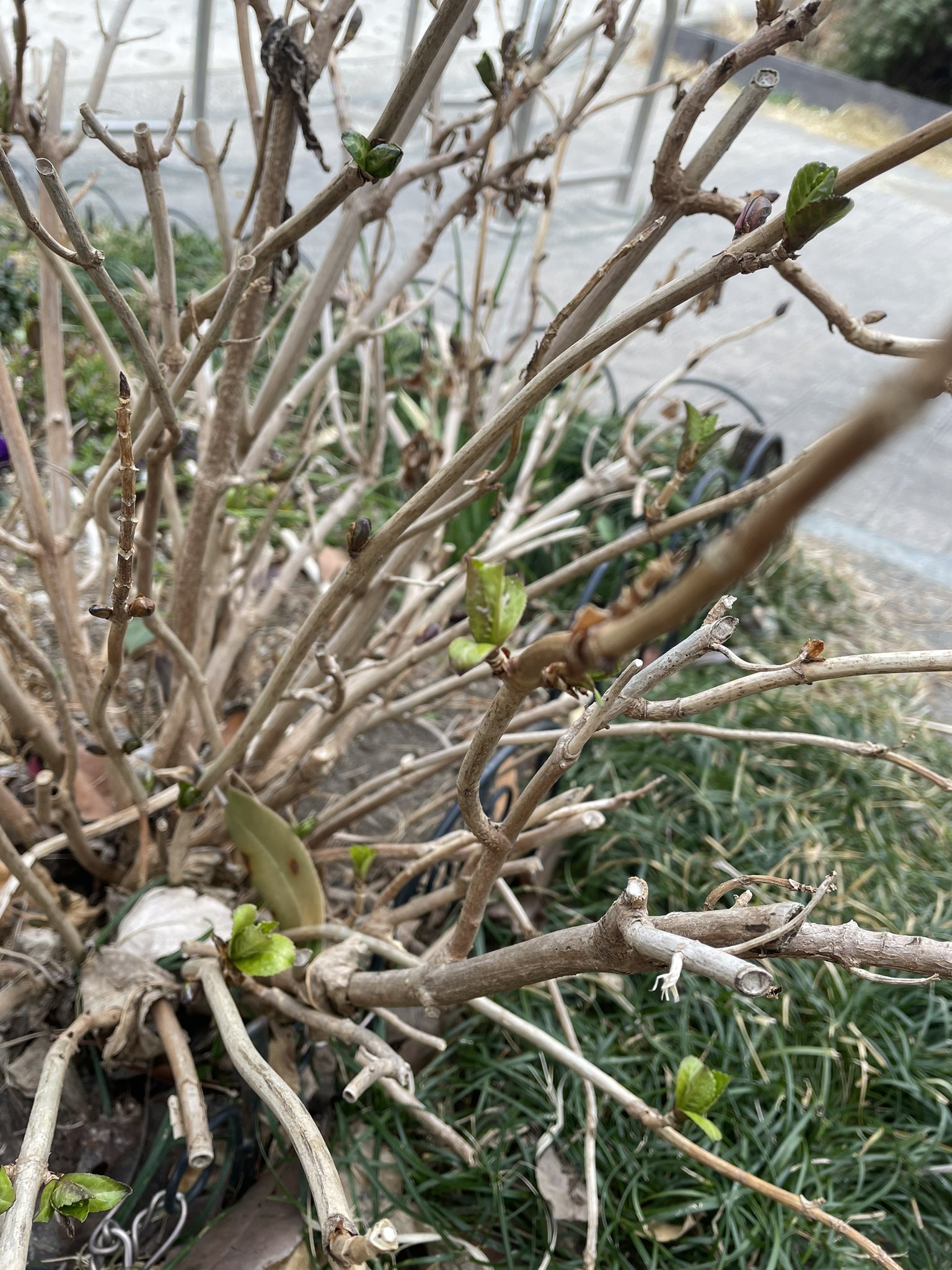 コドモト 公式 Sur Twitter 枯れ枯れだったこの紫陽花の木にも 緑の葉っぱが顔を出してきました 植物の生命ってすごい 今年もまたきれいな紫陽花に会えるかな T Co R7ekivo6xe Twitter